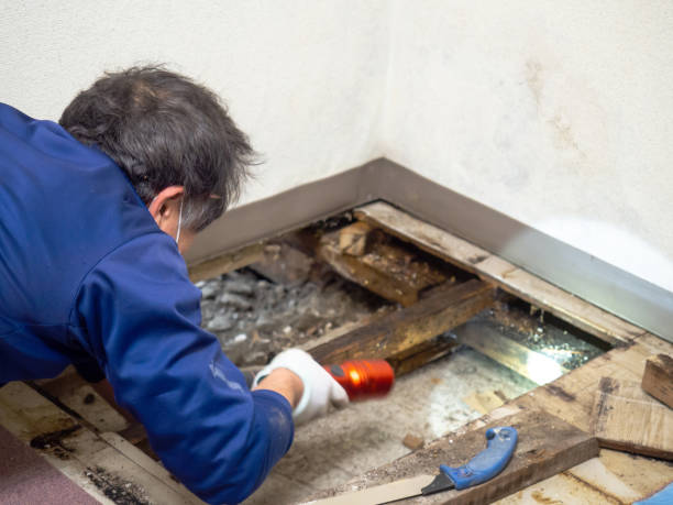 Best Crawl Space Mold Removal  in Independence, WI