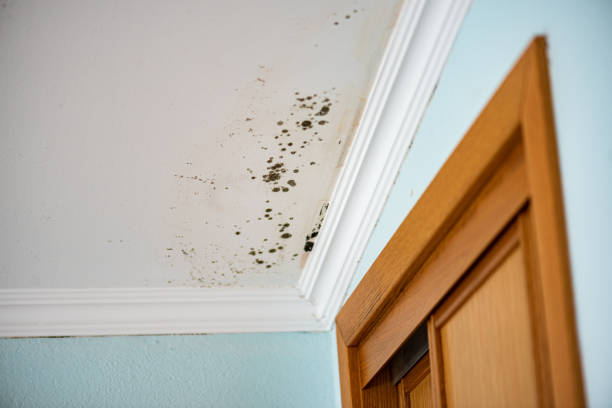 Home Mold Removal in Independence, WI