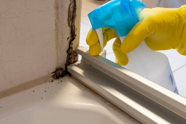 Professional Mold Removal in Independence, WI
