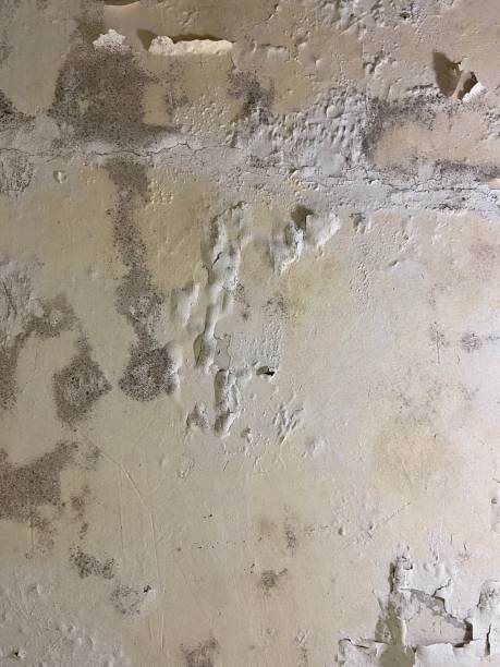 Best Mold Remediation  in Independence, WI