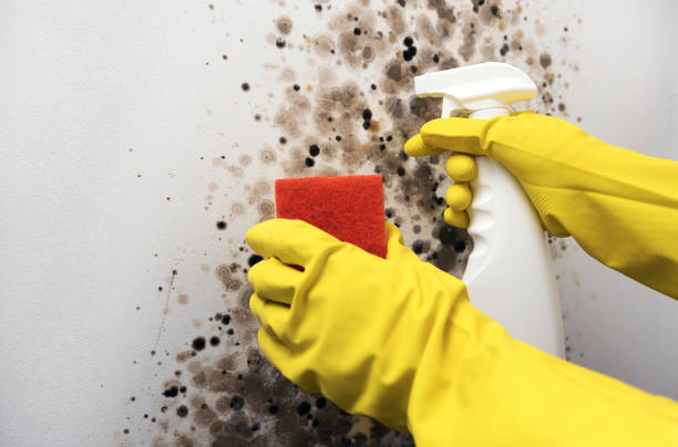 Best Mold Cleaning Services  in Independence, WI