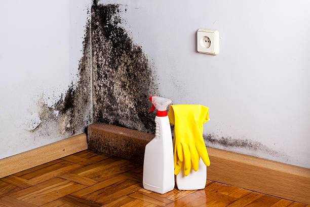 Best Office Mold Removal Services  in Independence, WI