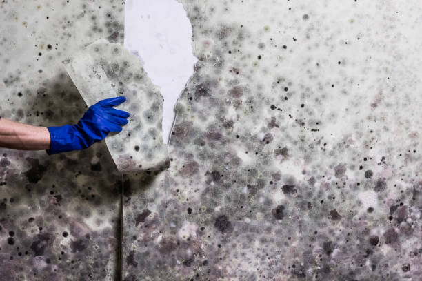 Best Home Mold Removal  in Independence, WI
