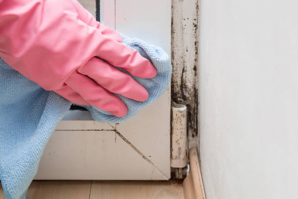 Best Mold Damage Repair  in Independence, WI